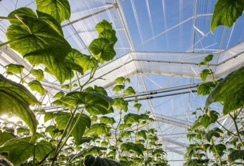瓦大溫室技術研發創新案例 引領農業未來的智能生態